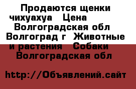 Продаются щенки чихуахуа › Цена ­ 8 000 - Волгоградская обл., Волгоград г. Животные и растения » Собаки   . Волгоградская обл.